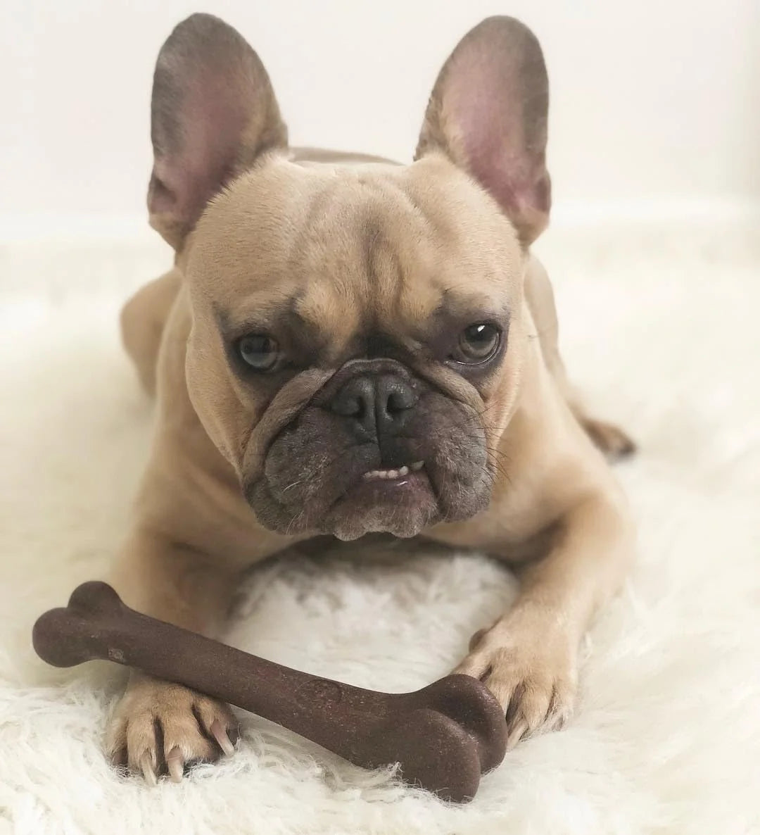 Bone - Made with Strong Bamboo Fiber, Durable Long Lasting Dog Chew for Light to Moderate Chewers, Great Toy for Adult Dogs & Teething Puppies under 25Lbs, 5.75In, Bacon Flavor